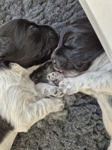 Schapendoes N-nest van de Roeskebeer